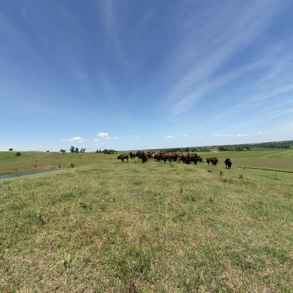 Ponca Bison scene image looking forward