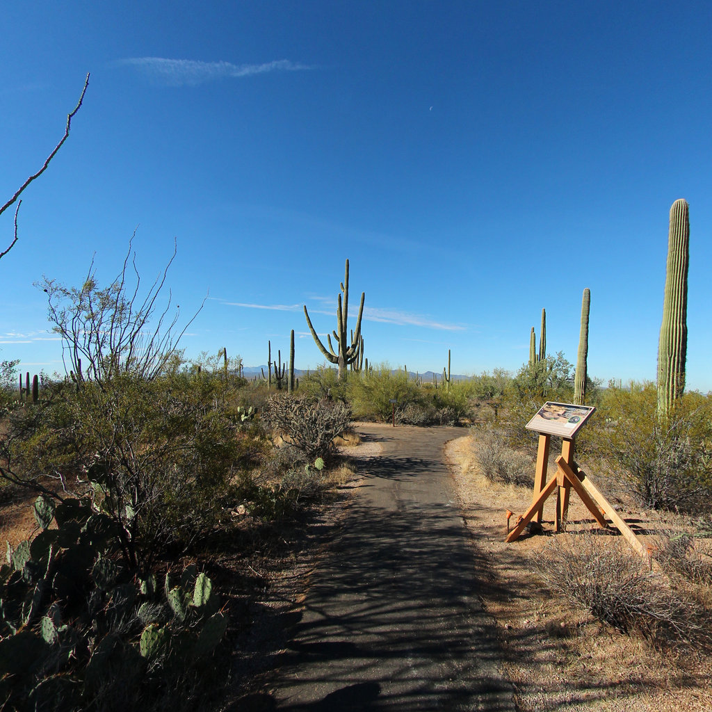 Desert Discovery Nature Trail